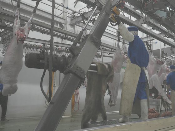 山羊拉皮机设备 羊屠宰场生产线 肉类加工机械 羊屠宰场