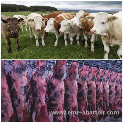 全自动牛屠宰线 牛屠宰场设备 牛屠宰场 牛肠胃清洗机