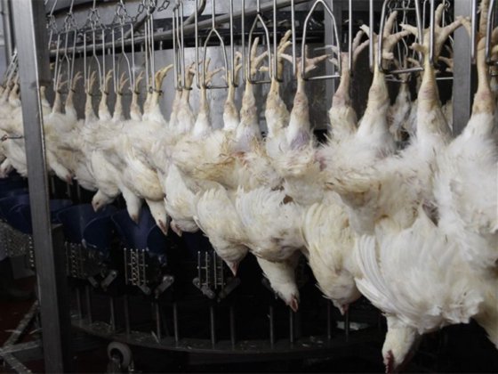 鶏羽根むしり機 / 商業用鶏肉用羽根むしり機 / 鶏羽根除去機