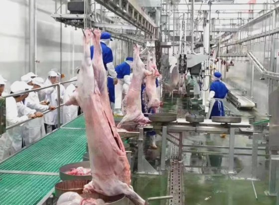 羊内臓同期検査コンベヤーシステム 山羊屠殺場設備 食肉処理機械