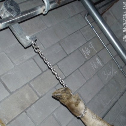 牛の屠殺機械用のプロフェッショナルな牛の出血用シャックル