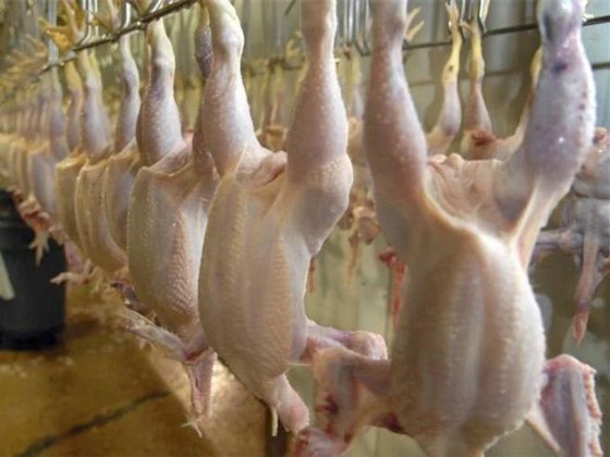 自動鶏羽毛抜き機 鶏の羽毛除去機 殺処分設備 食肉処理場