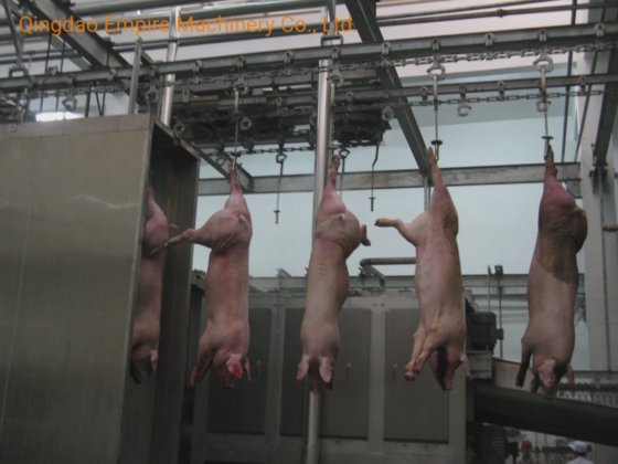 豚の屠殺設備用の肉体蒸気湯通しチャンネルシステム屠殺場