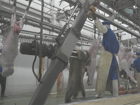 ヤギと羊の屠殺機器、子羊の皮剥ぎ機、皮引き器