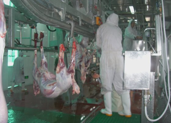 家畜内臓スライディングチュート屠殺場設備羊食肉処理屠殺ライン用機械