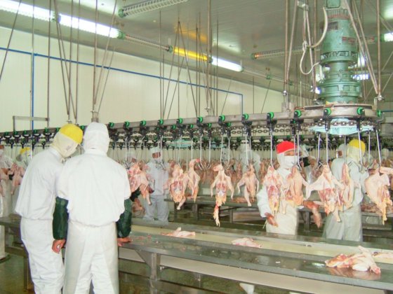 家禽设备 屠宰场采血池