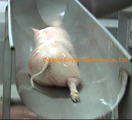 ステンレス鋼製の豚滑り落ちるシュートは、麻酔された豚を収集するための屠殺機械に使用されます。