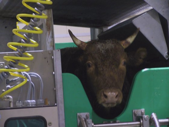 活牛清真宰杀箱屠宰场屠宰和肉类加工设备交钥匙工程，用于奶牛屠宰设备