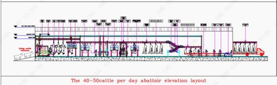 每天 30-50 头牛 屠场 屠宰场