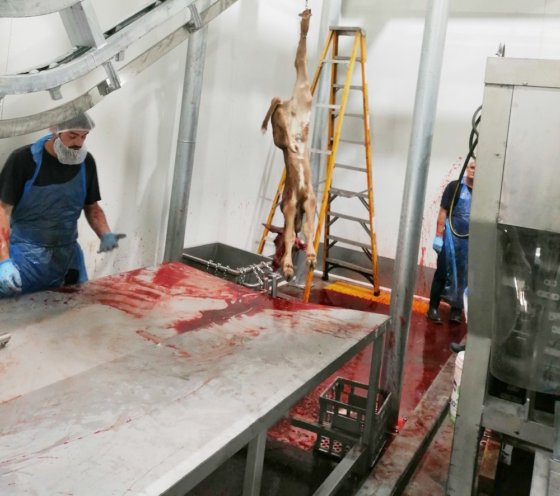 用于接收猪屠宰场猪肉屠宰场设备的不锈钢工作台