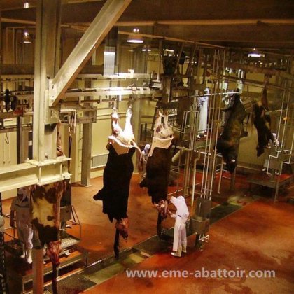 屠殺場 自動 牛 牛肉 処理ライン