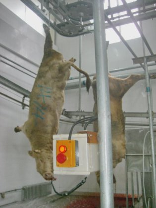 质量好、价格低的放血枷锁牛屠宰线屠宰场设备