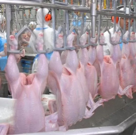 用于家禽屠宰场肉类加工机械的鸡鸭屠宰屠宰场设备