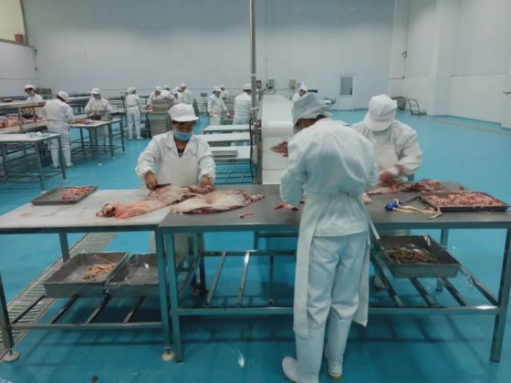 肉処理機械仕分けテーブル屠殺場アバトワライン屠殺設備