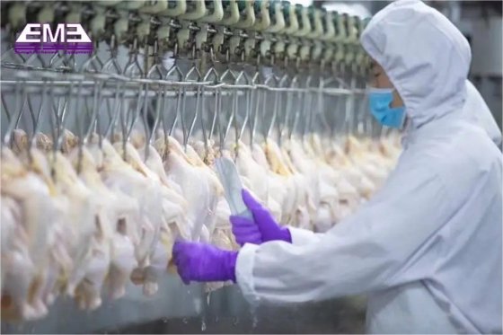 家禽设备 用于屠宰设备的活禽去毛机