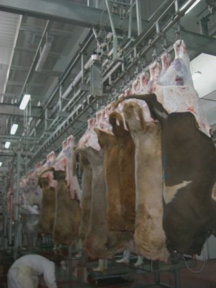 牛肉屠殺ライン屠殺機械食肉処理設備