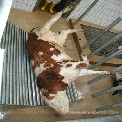 牛肉屠殺ライン屠殺機械食肉処理設備