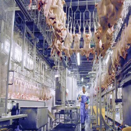 200-10000bph ハハルチキンダックターキー屠殺場機械設計食肉処理設備
