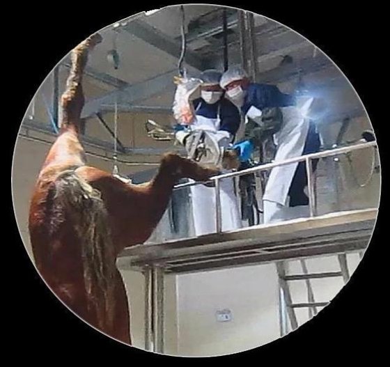 牛屠宰场设备 机械 牛后蹄液压剪切机