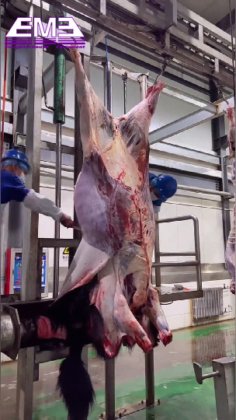 牲畜屠宰场设备 牛皮液压拉拔器 牛屠宰机屠宰设备