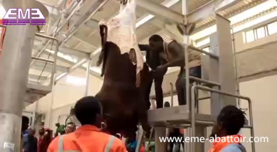 牛肉屠殺機械 牛の死体処理 自動搬送レール 牛の屠殺場設備