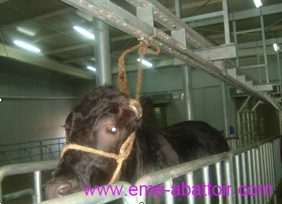 奶牛屠宰线 活牛牵引机 屠宰机