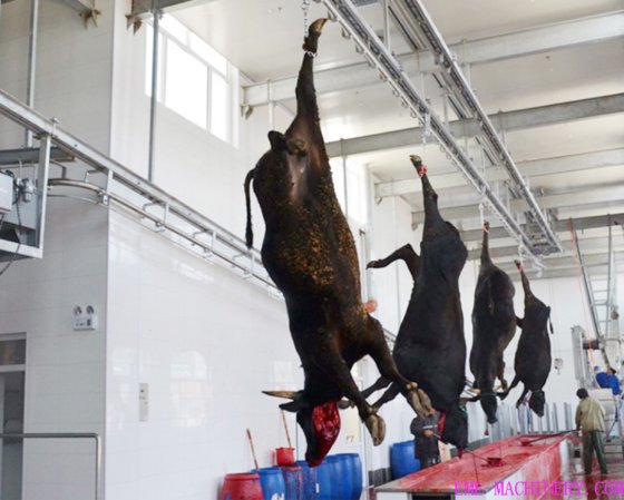 牛屠殺場用具 肉 牛肉加工機器 牛の食肉処理設備