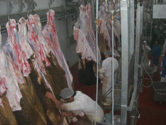 牛屠殺場用具 肉 牛肉加工機器 牛の食肉処理設備