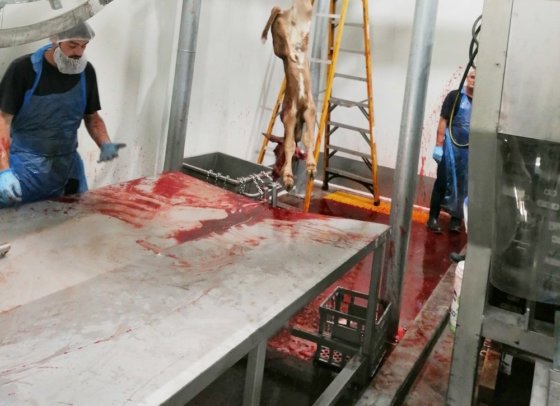プロフェッショナルな羊屠殺設備 生羊ハラール殺害ボックス 屠殺機械