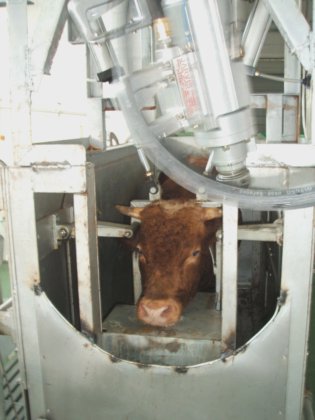 安全で信頼性のあるハラールのイスラム教徒用牛屠殺用機械、牛屠殺場設備用スタンボックス