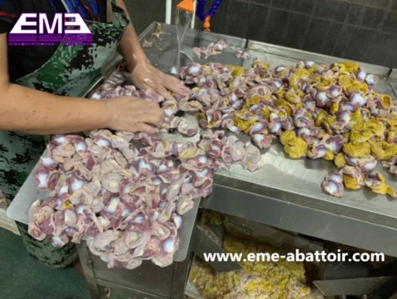 鸡胗内皮剥离机 用于肉类加工厂的家禽剥皮设备