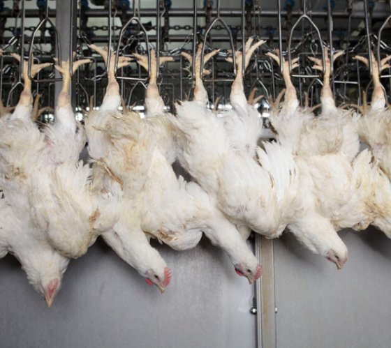 禽爪加工屠宰场设备 鸡爪分段切割装置 屠宰场设备