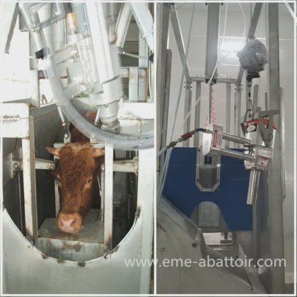 生きた牛のスタンニング機械 牛の屠殺設備