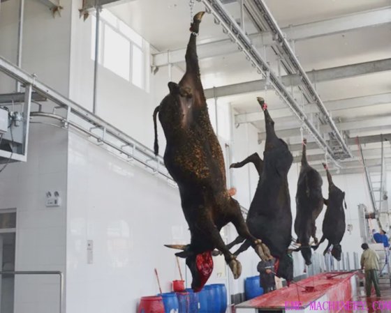 牛屠宰场设备 牛胴体手动输送轨道式牛屠宰机