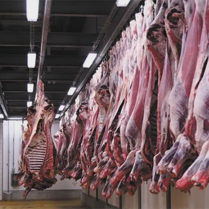 用于清真牛屠宰线的全套屠宰设备 牛肉加工屠宰场机械 奶牛屠宰场设计