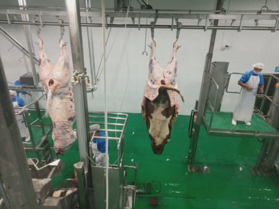 牛頭検査移動システム 牛肉処理ライン 食肉処理場設備