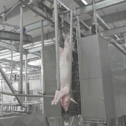 豚の屠殺工場用の豚肉の死体洗浄機の自動屠殺ライン