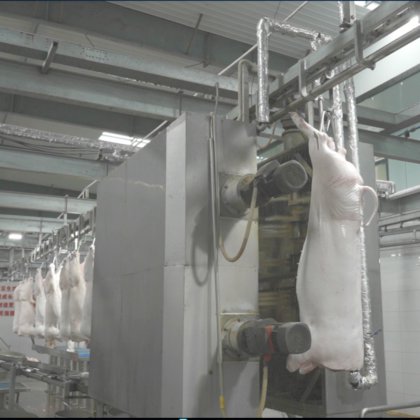 豚の屠殺工場用の豚肉の死体洗浄機の自動屠殺ライン