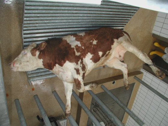 牛の屠殺場用の家畜死体収集グリル