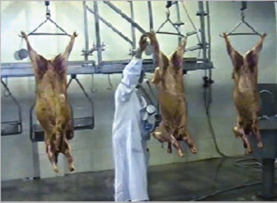 用于屠宰场设备的牲畜胴体加工输送屠宰场机器