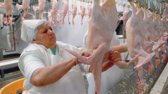 用于鸡肉加工厂的高效率新型家禽冷冻自动输送轨道屠宰场屠宰设备