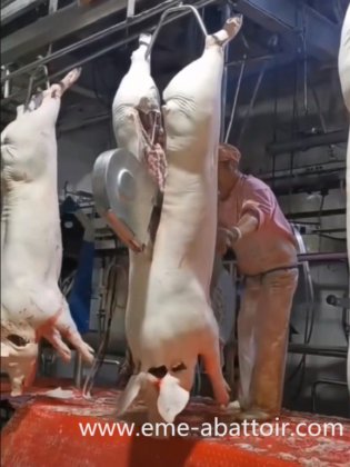 带动物屠宰设备的生猪屠宰线的屠宰场设计 半胴体带式分割锯