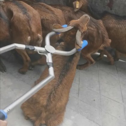 专业屠宰场机械 羊屠宰场设备 山羊屠宰机