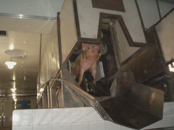 生猪屠宰场自动三点式电动麻木屠宰机