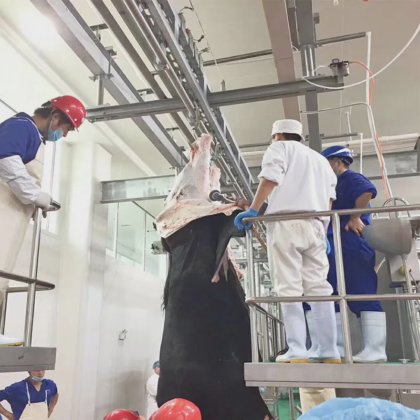 自動家畜屠殺場用の道具、牛の屠殺用皮剥ぎナイフ、牛屠殺場の設備