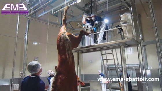 牛の屠殺機 畜産屠殺場プラットフォーム 牛肉加工工場用屠殺機