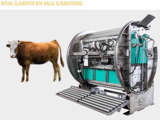 生牛イスラム教徒ハラール殺戮ボックスハラール牛屠殺場肉加工