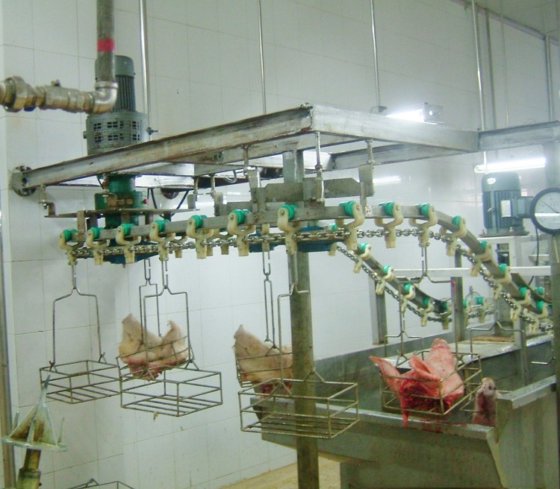 用于屠宰场加工线的节省劳动力成本的猪头脱毛屠宰机