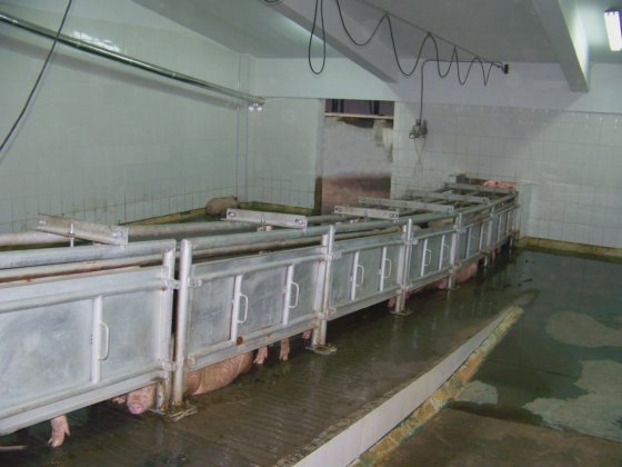 屠宰场设备 20-1000 猪肉加工屠宰场设备，用于整条猪屠宰线设计