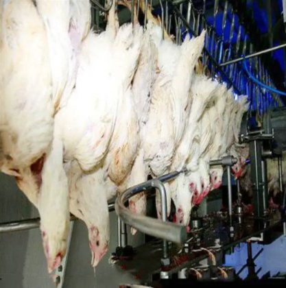 精彩购物 家禽横式胴体脱毛机 用于家禽屠宰线的鸡屠宰设备